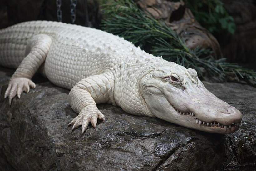 Paragon Casino Resort Welcomes Two Rare Albino Alligators to Bayou Atrium